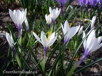 Crocus-vernus-silver-coral.jpg